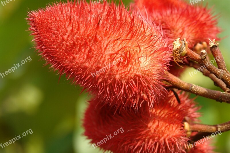 Achiote Tree Bixa Orellana Flower Nature