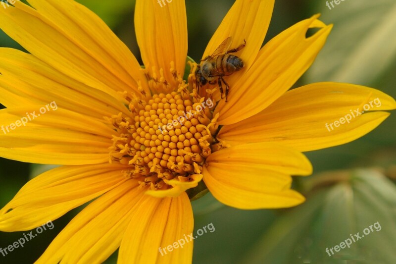 Bee Nectar Sunflower Flower Nature