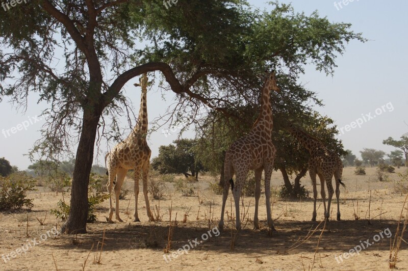 Giraffes Animals Wild Niger Kouré