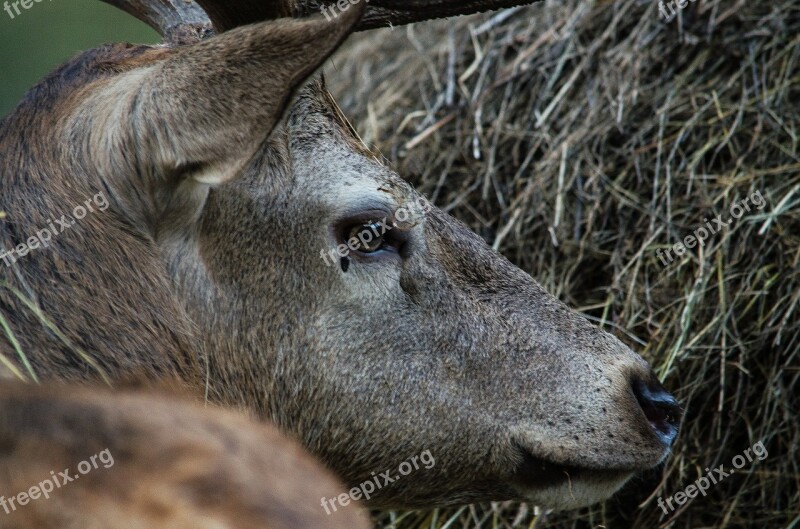 Hirsch Fallow Deer Deer Park Wild Wildlife Park