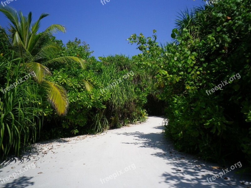 Sand Road Palm Plant Sky Color