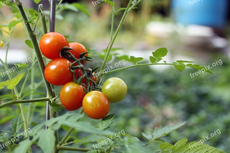 Tomato Tomatoes Red Green Agriculture