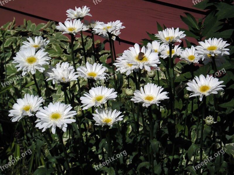 White Daisy Group Flower Beauty