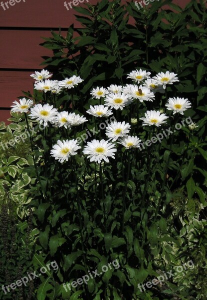 White Daisy Group Flower Beauty