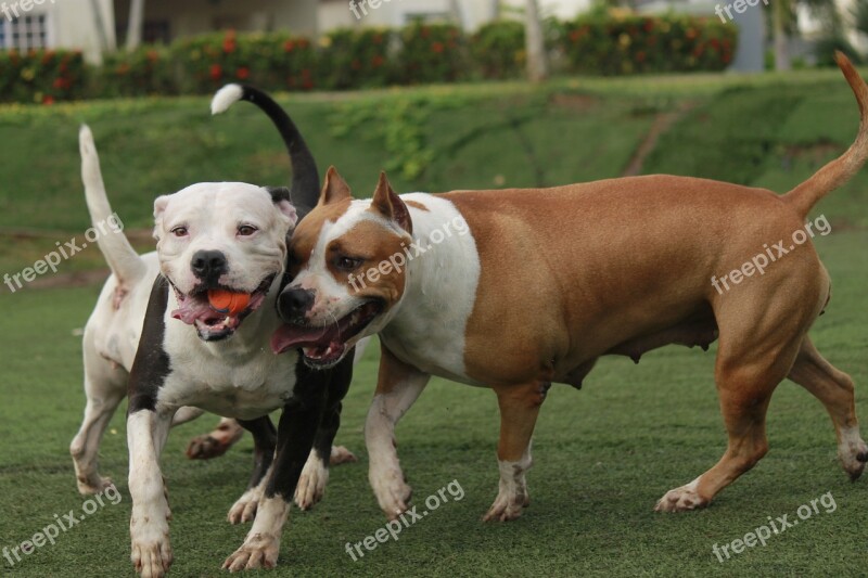 Dogs Pitbull Animal Pet Mammals