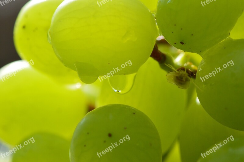 Grapes Fruits Healthy Fruit Food