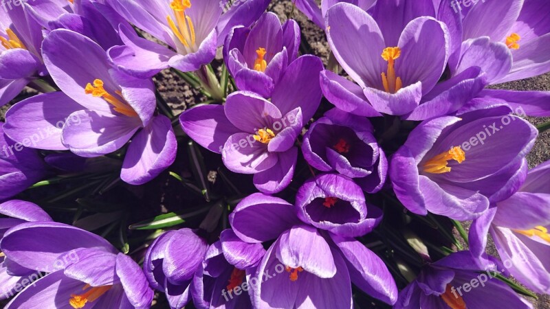 Crocus Flower Spring Garden Violet