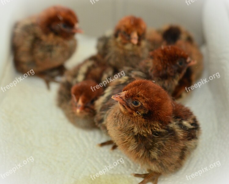 Chicks Hatched Fluffy Young Animal Fluff