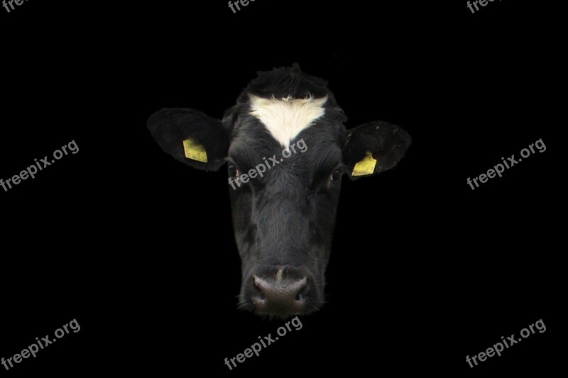 Cow Cow Face Cow Portrait Face Animal