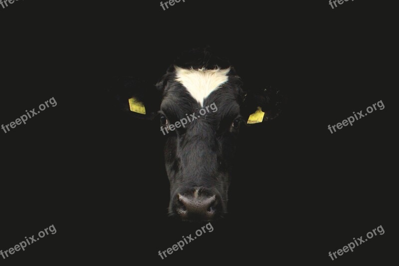 Cow Cow Face Cow Portrait Face Animal