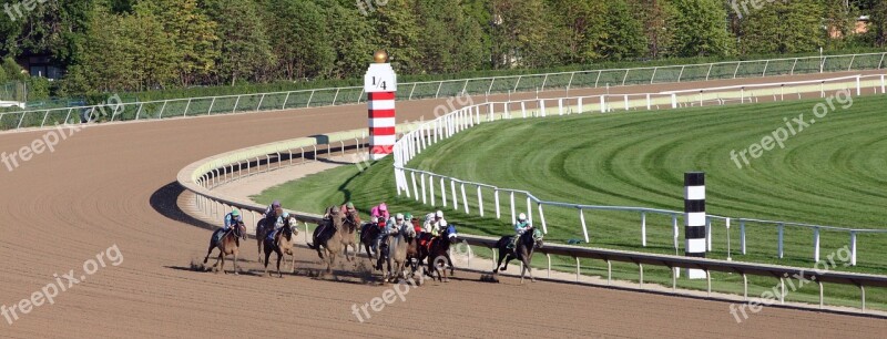 Animal Horse Racing Race Color