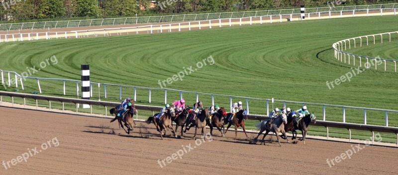 Animal Horse Racing Race Color