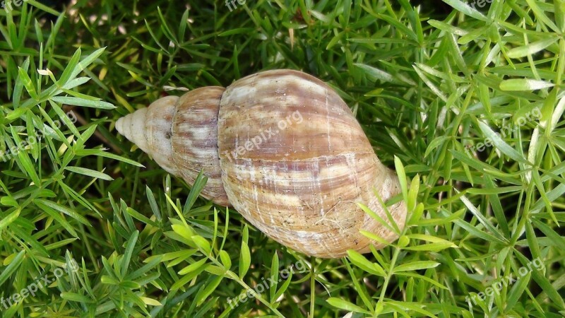 Snail Shell Grass Outdoors Nature