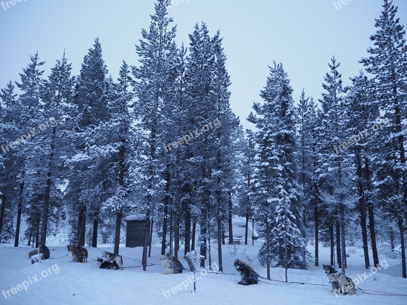 Dog Sledding Dog Sled Winter Cold