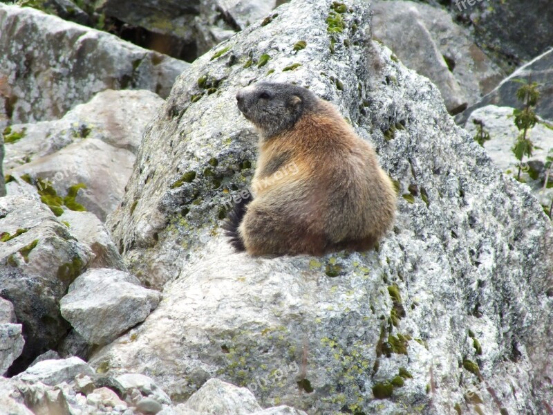 Marmot Rock Switzerland Animal Wild Live