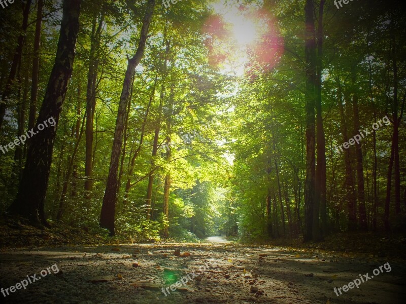 Forest Away Nature Autumn Trees