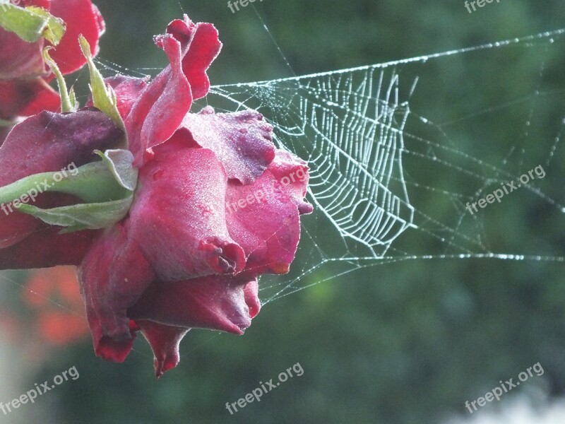 Rose Atlweibersommer Cobweb Autumn Free Photos