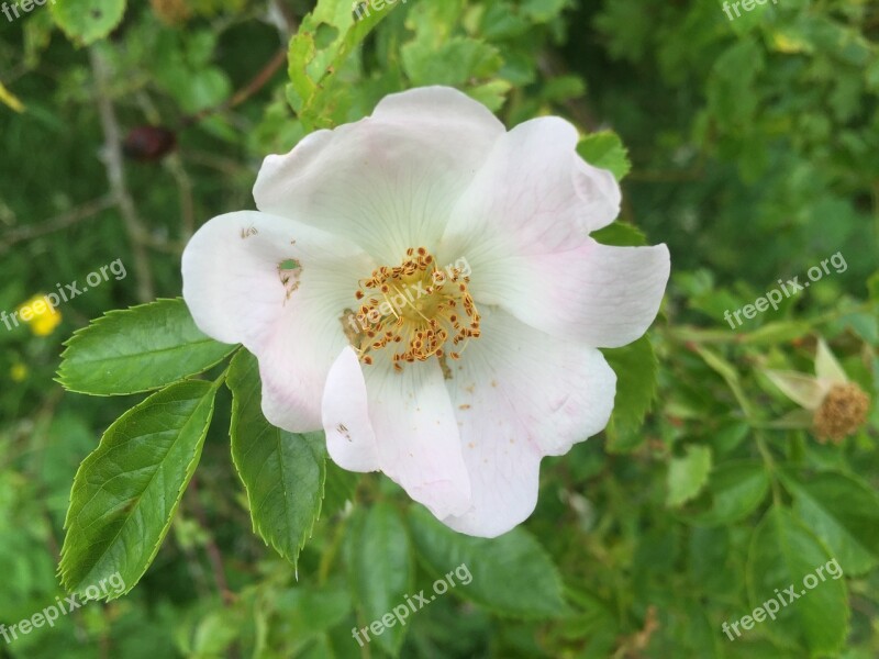 Flower Rose Wild Rose Love Petals