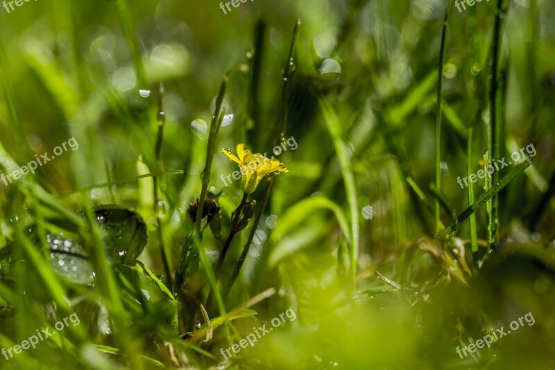 Green Grass Yellow Flower Nature