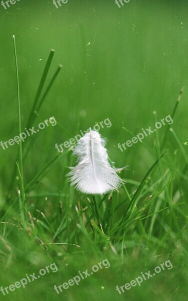 Feather Green Grass Bird Dreamy