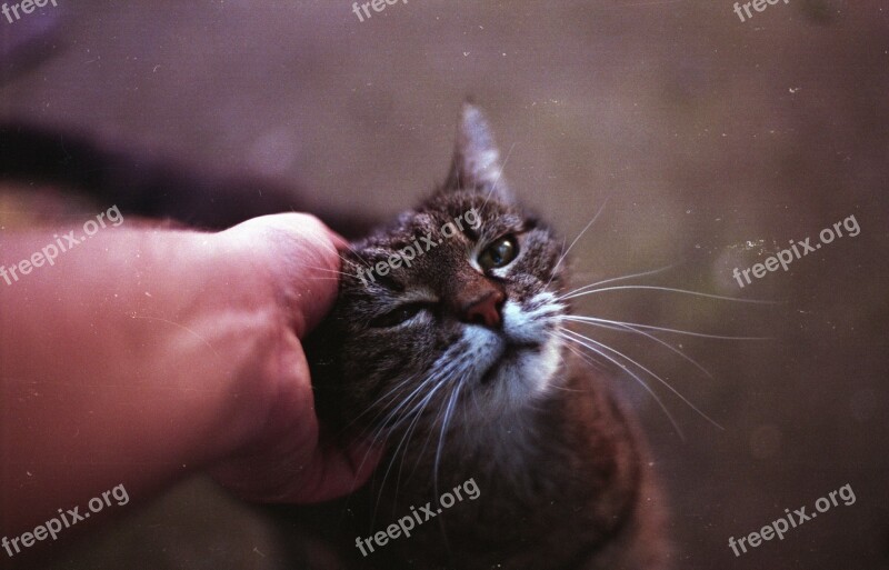 Cat Petting Animal Mammal Kitty