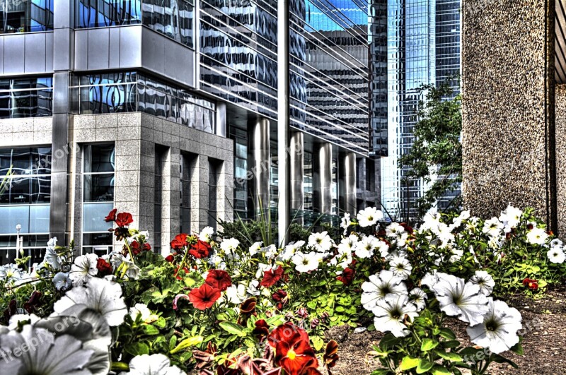 Calgary City Canada Flowers Alberta