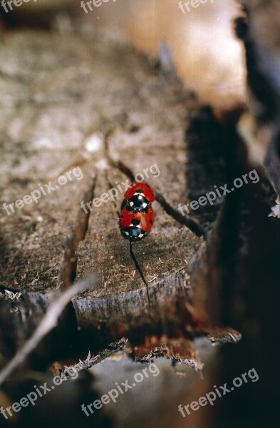 Ladybug Ladybird Beetle Insect Nature