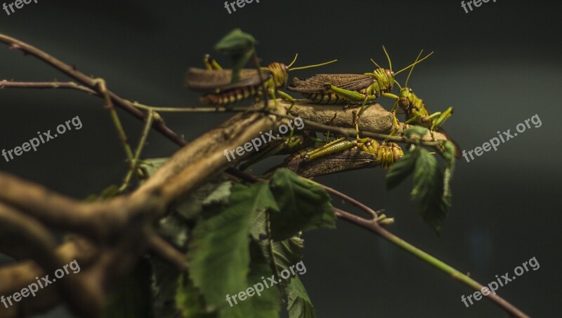 Locust Zoo Insect Animal Nature