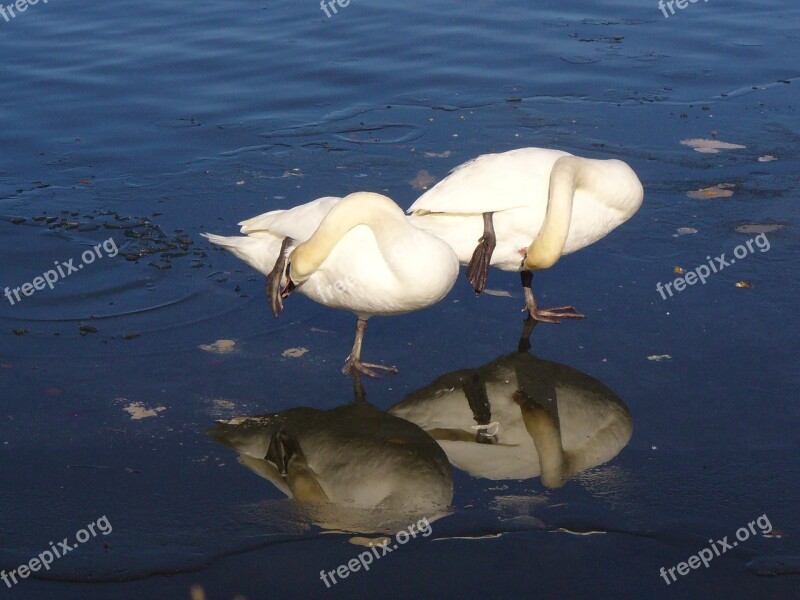 Swan Ice Bavaria Munich Nymphenburg