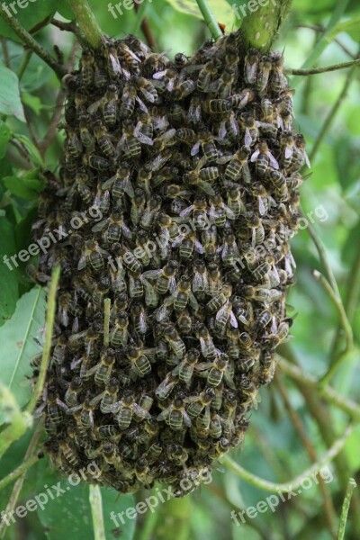 Bees Swarm Of Bees Pollinator Honey Honey Bee