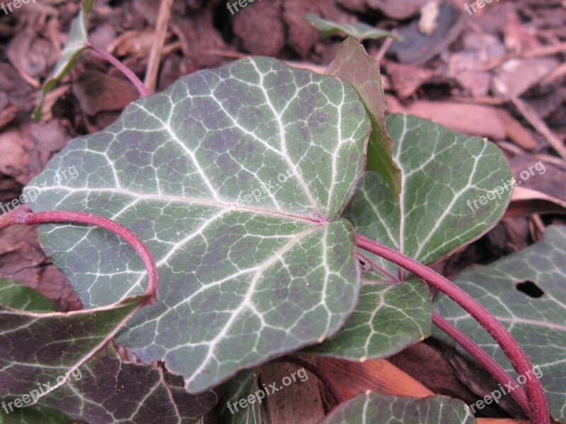 Ivy Leaves Leaf Green Nature