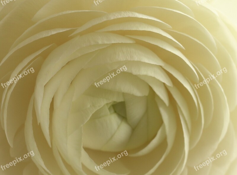 Ranunculus Flower Flowers Nature Spring