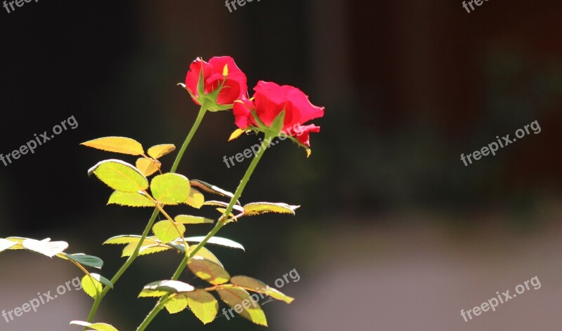 Flower Rose Petals Floral Nature