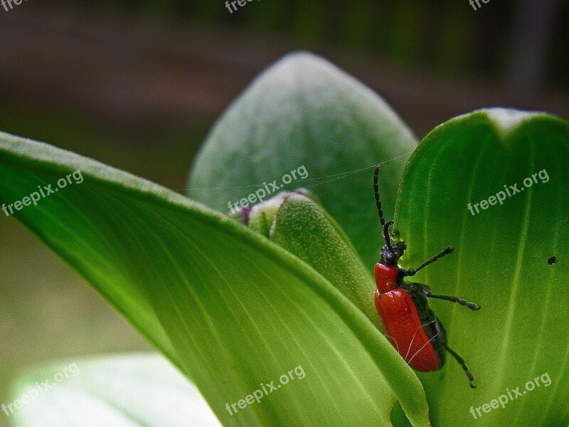 Beetle Insect Spring Red Green