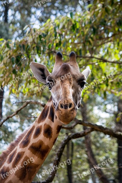 Giraffe Wildlife Animals Forest Africa