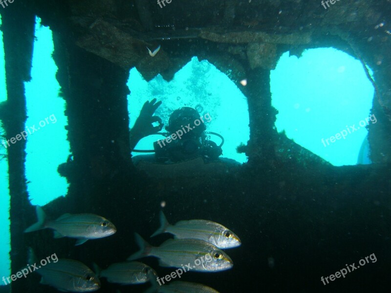 Fish Diving Sport Deep Ocean