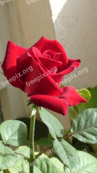 Rose Red Flower Red Roses Free Photos