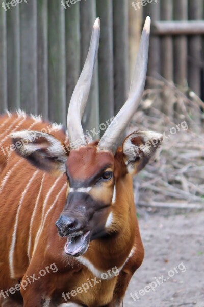 Horn Animal Antelope East African Bongo Animal World Zoo