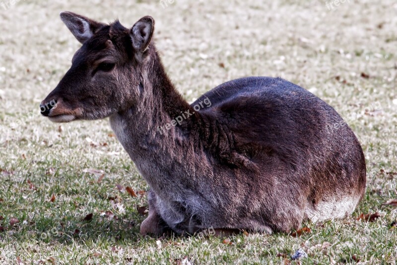 Roe Deer Nature Red Deer Young Deer Fallow Deer