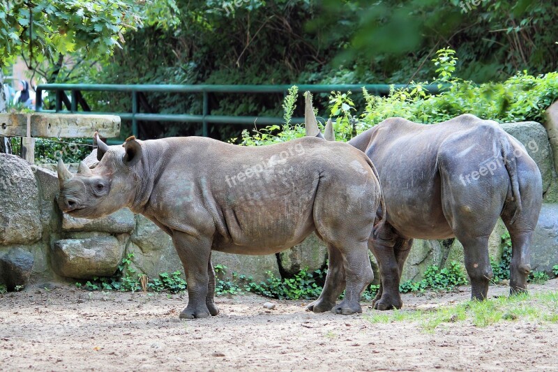 Rhino Animal World Zoo Berlin Free Photos