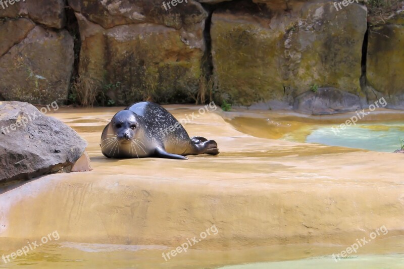 Robbe Marine Mammals Animal World Zoo Berlin