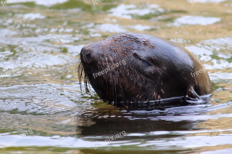 Sea ​​lion Marine Mammals Animal World Zoo Berlin