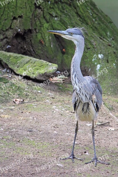 Grey Heron Heron Animal World Zoo Berlin