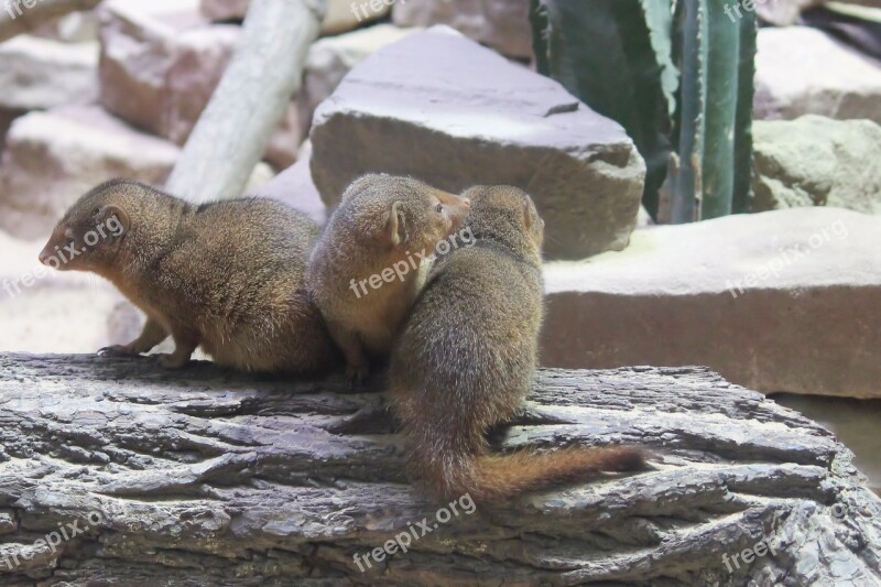 Mongoose Animal World Zoo Berlin Free Photos