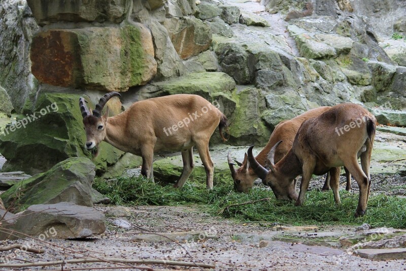 Horn Animal Animal World Zoo Berlin Free Photos