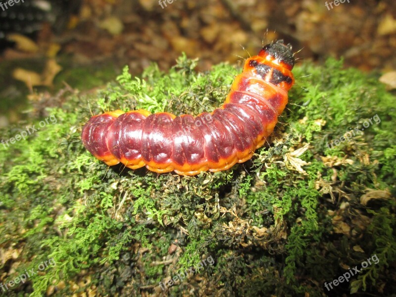 Caterpillar Nature At Green Grass Free Photos