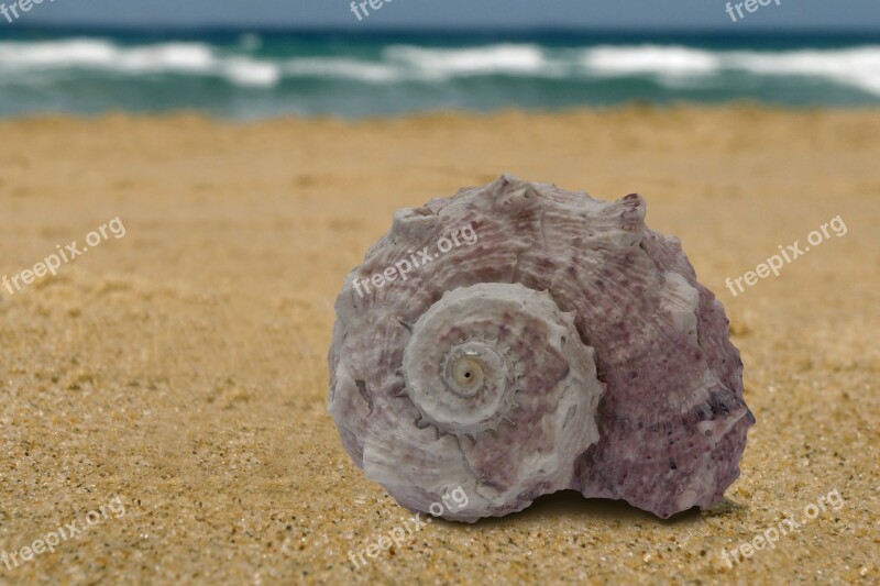 Sea Snail Snail Sea Vacations Memory