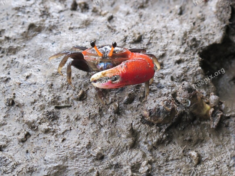 Crab Sea Mangroves Cancer A Pincer