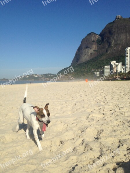 Dog Beach Pedra Da Gávea Domestic Animals Sand