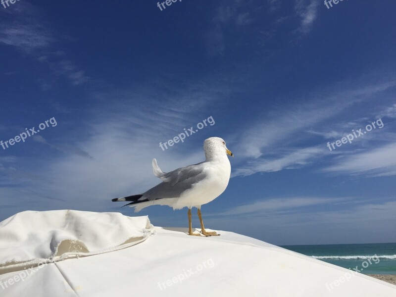 Seagull South Beach Miami Sun Umbrella